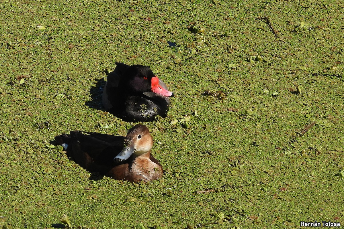 Rosy-billed Pochard - ML641670517