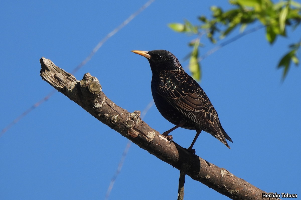 European Starling - ML641670533