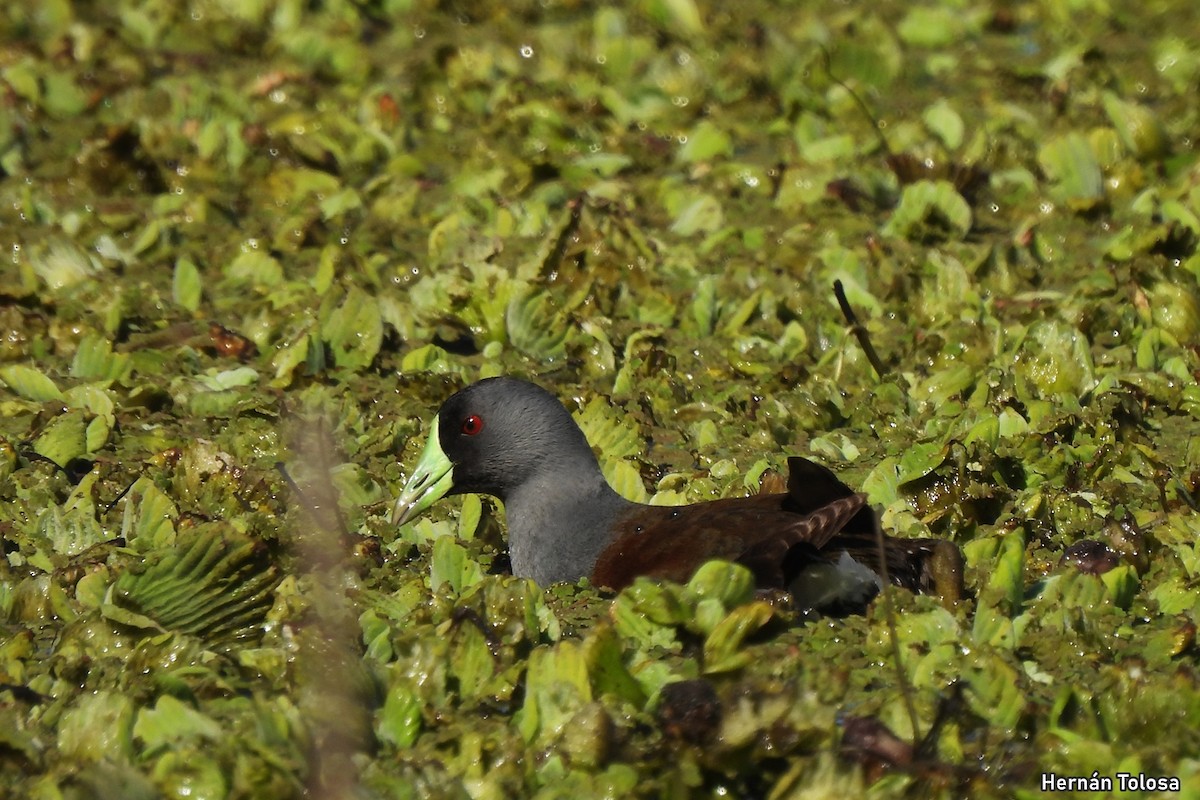 Spot-flanked Gallinule - ML641670543