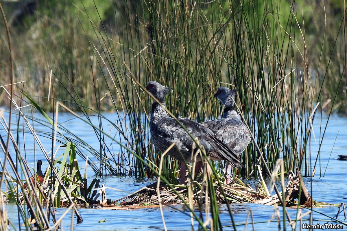 Southern Screamer - ML641670551