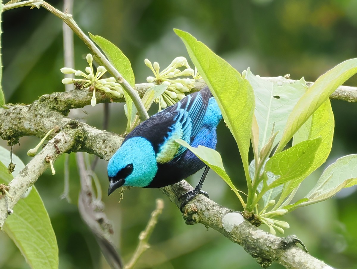 Blue-necked Tanager - ML641670557