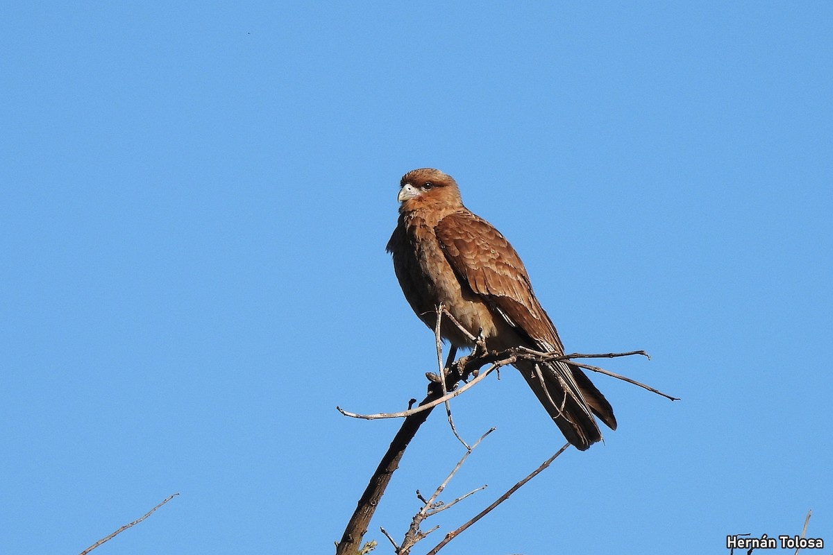 Chimango Caracara - ML641670562