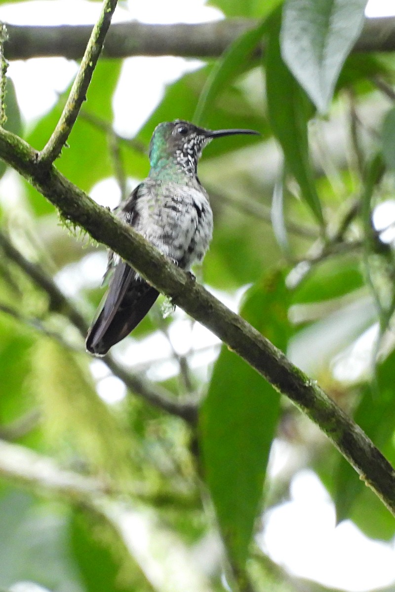 White-necked Jacobin - ML641670568
