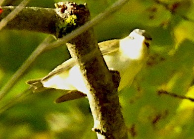 Rotaugenvireo - ML641670571