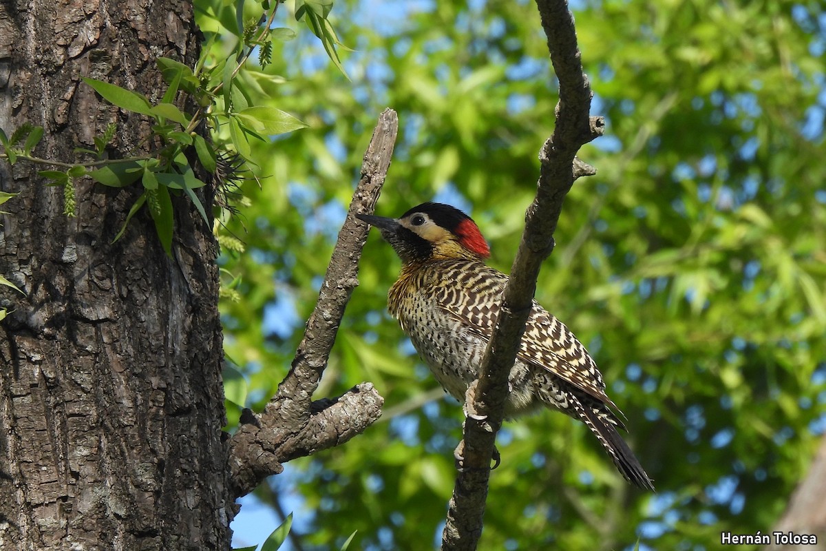 Green-barred Woodpecker - ML641670573