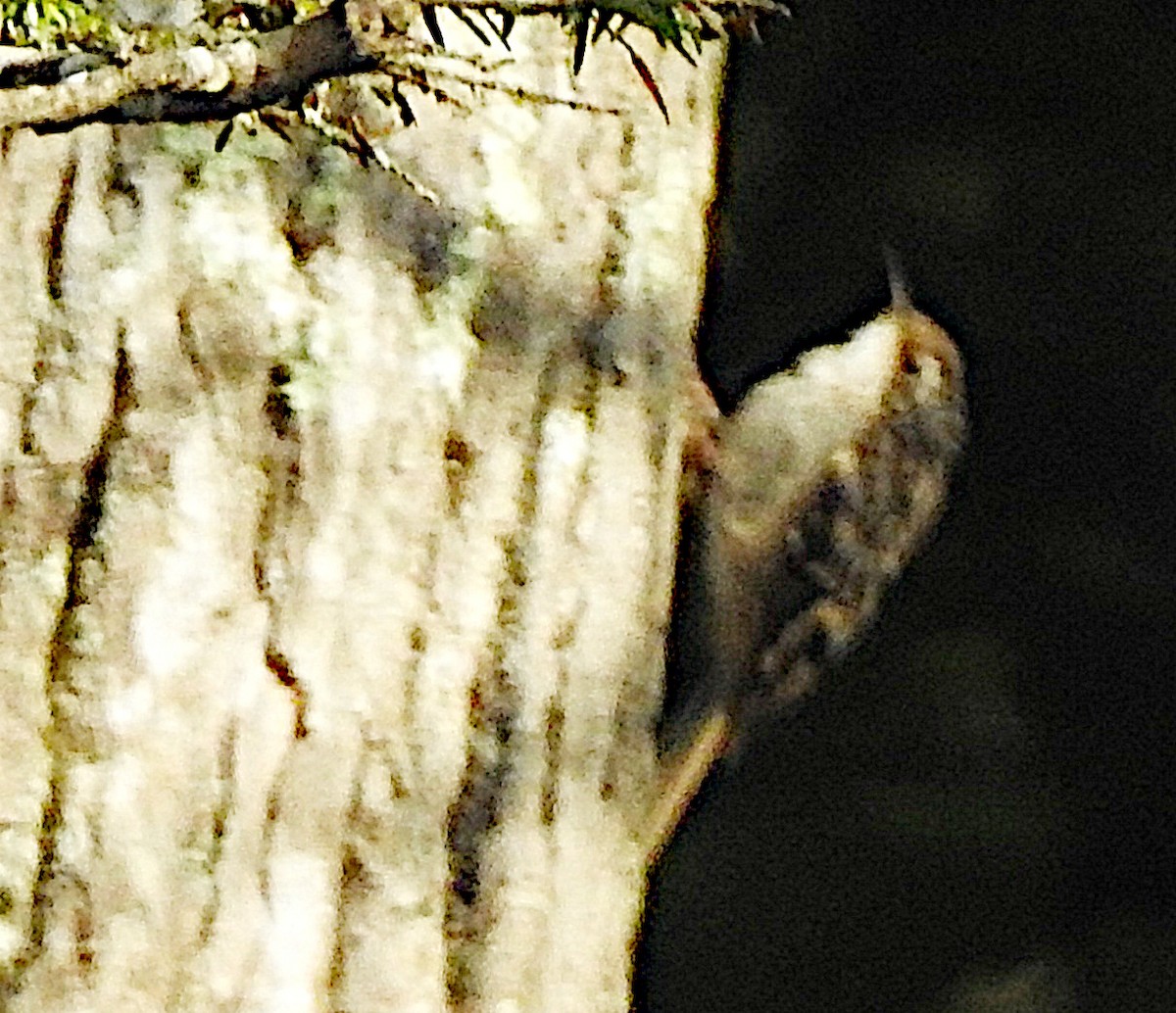 Amerikabaumläufer - ML641670584