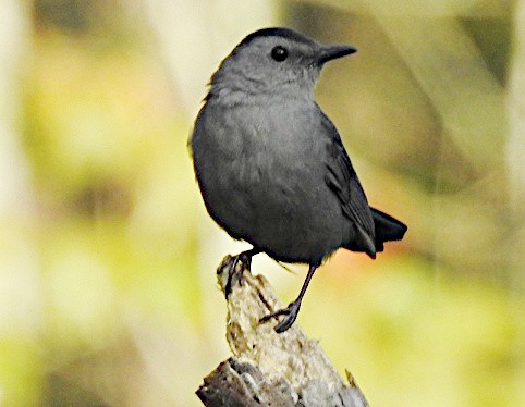 Katzenspottdrossel - ML641670590