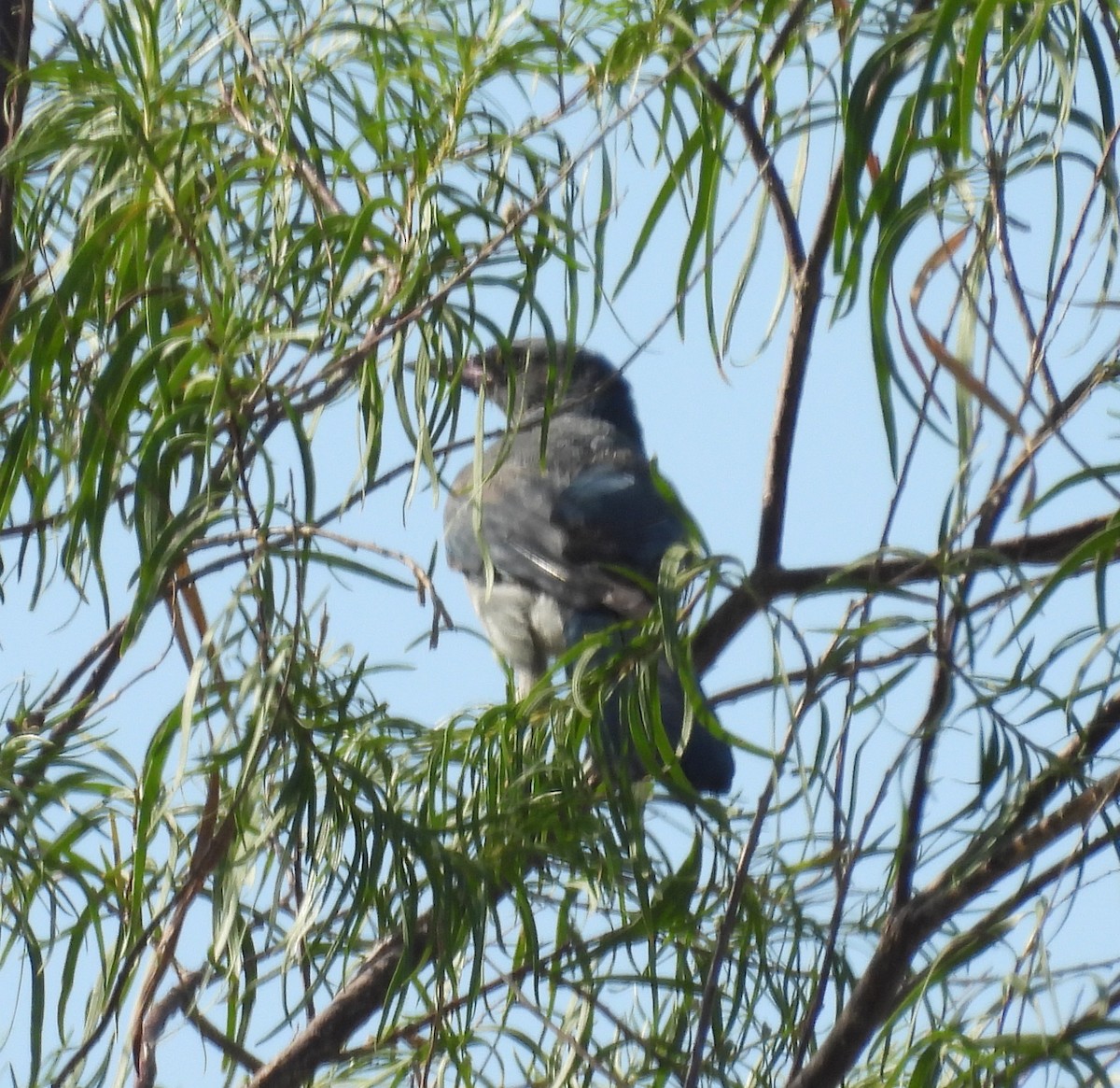 Mexican Jay - ML641670604