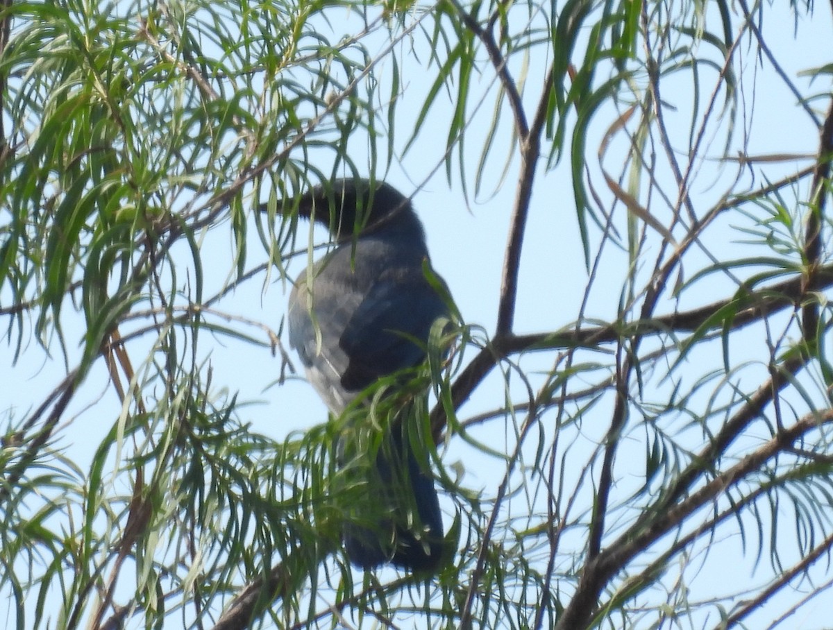 Mexican Jay - ML641670605