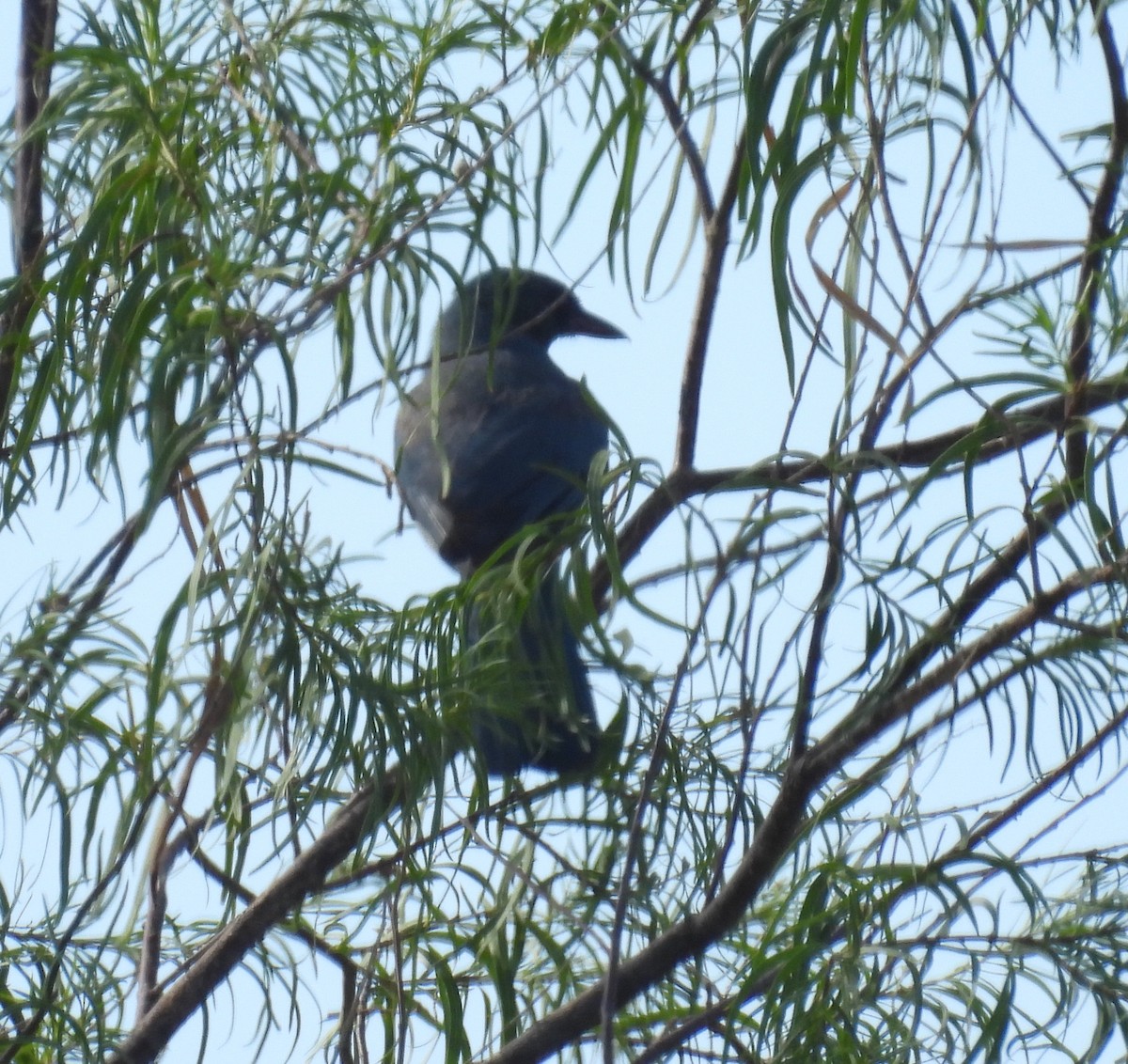 Mexican Jay - ML641670606