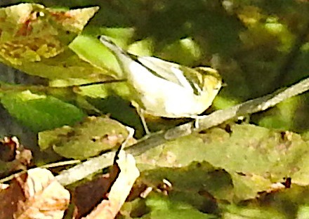 Streifenwaldsänger - ML641670607