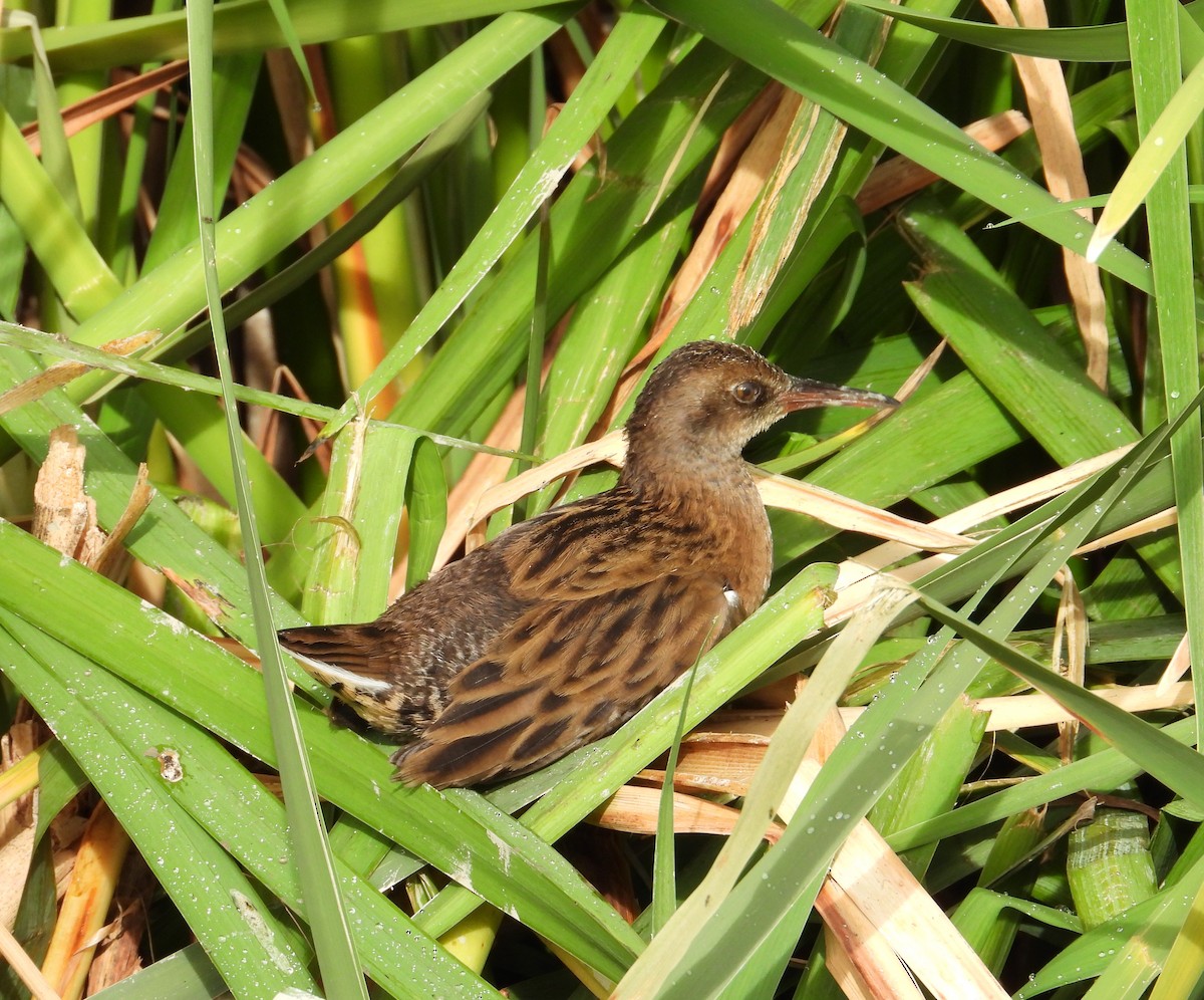 Water Rail - ML641670618