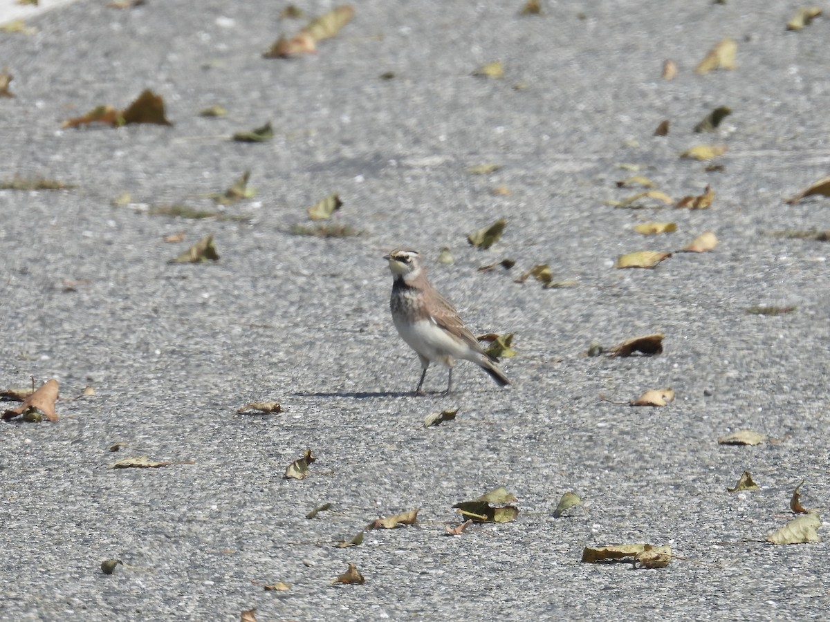 Horned Lark - ML641670709