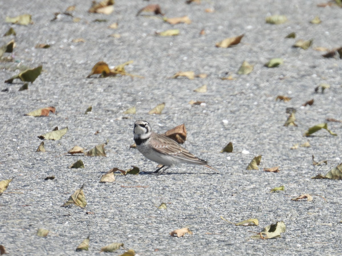 Horned Lark - ML641670710