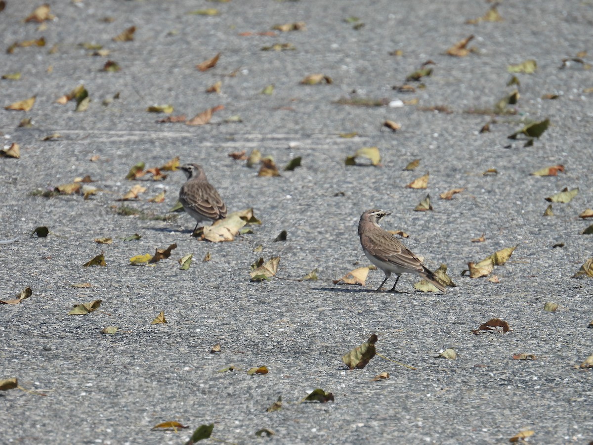 Horned Lark - ML641670711