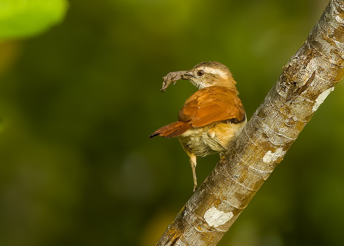 Pale-billed Hornero - ML641670732