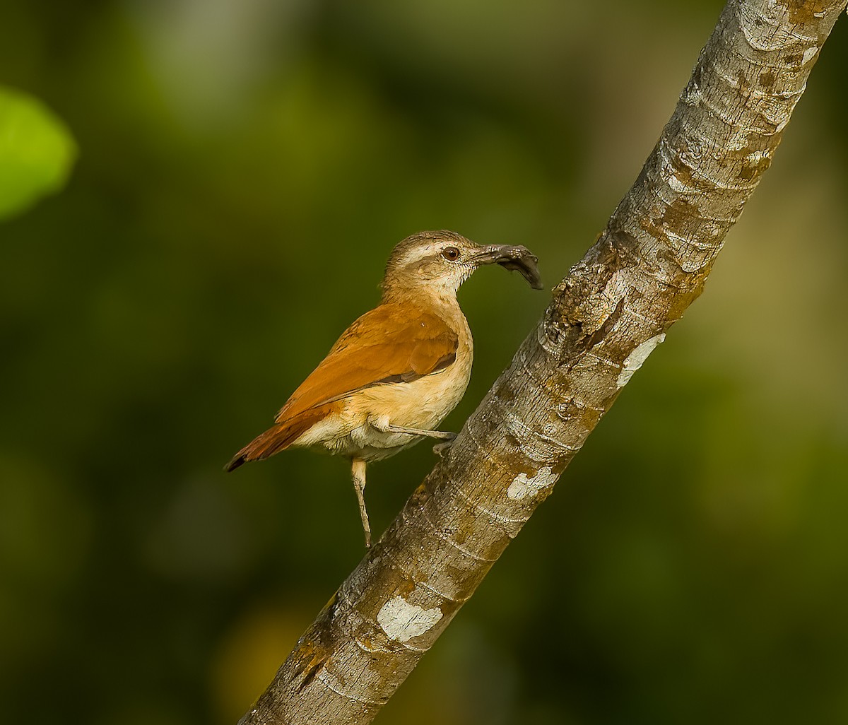 Pale-billed Hornero - ML641670733