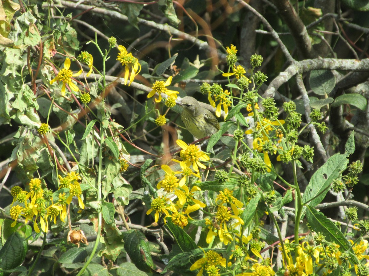 Cape May Warbler - ML641670739