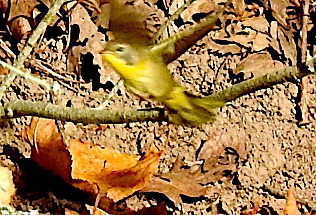 Weidengelbkehlchen - ML641670807