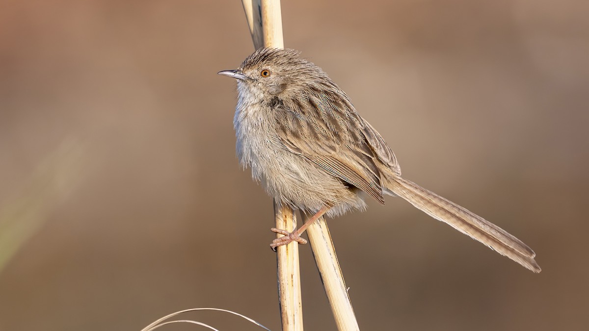 Delicate Prinia - ML641670826