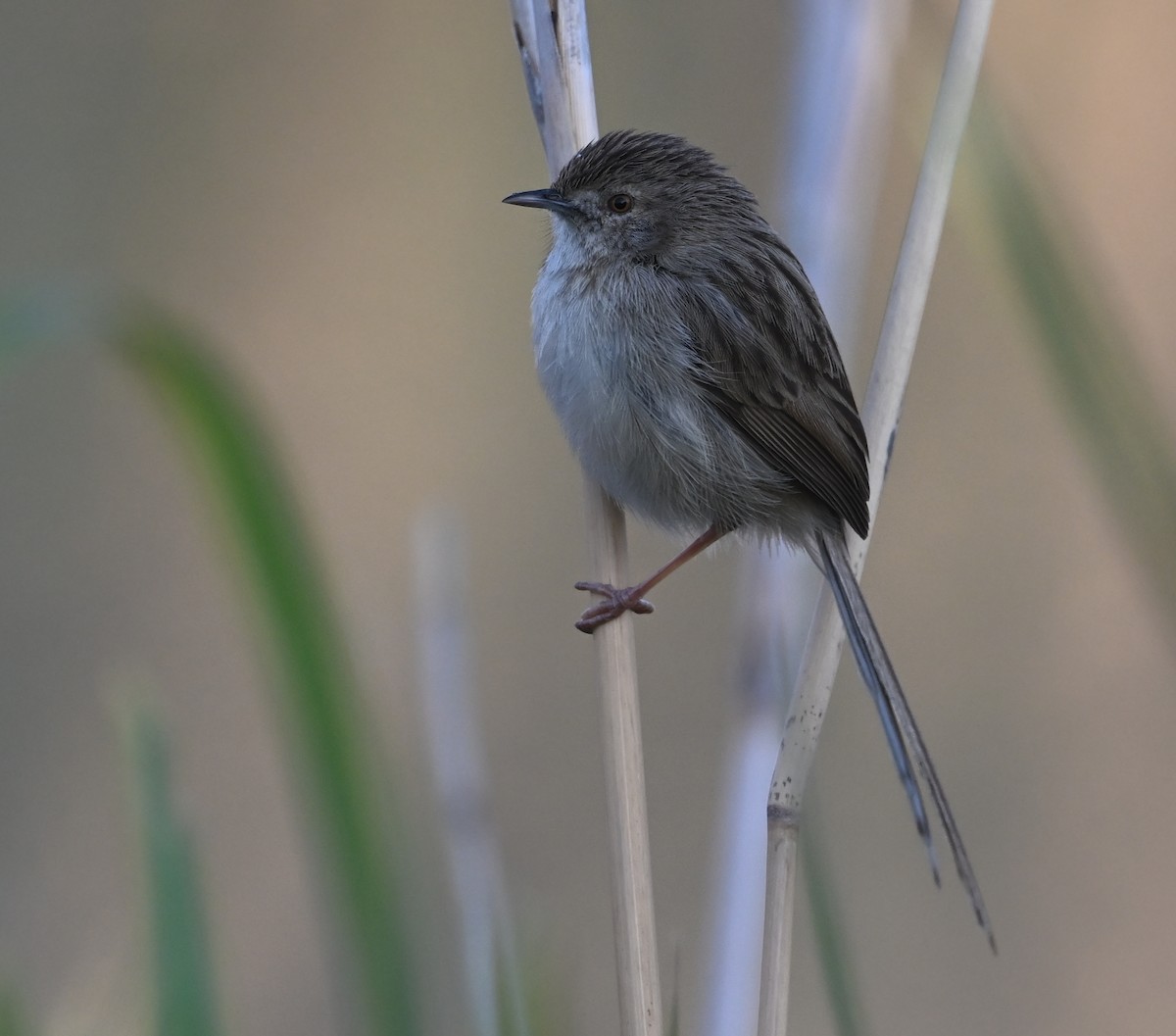 Delicate Prinia - ML641670827