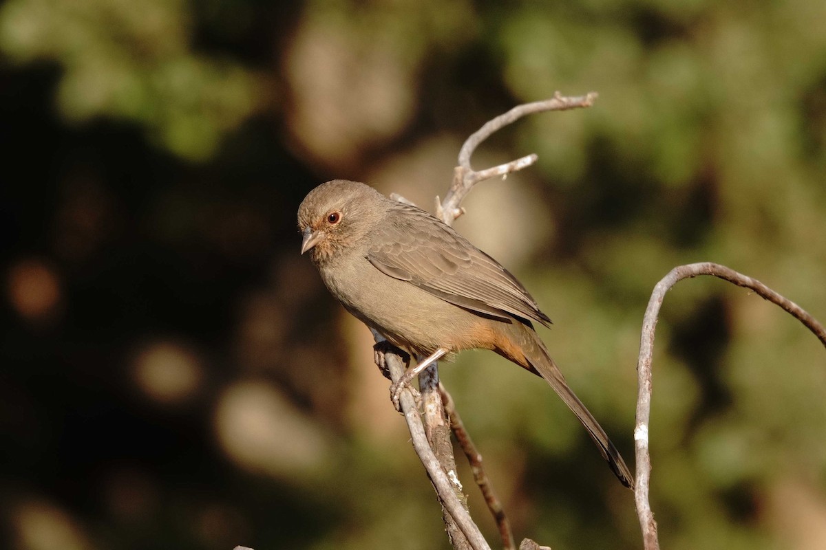 California Towhee - ML641670830