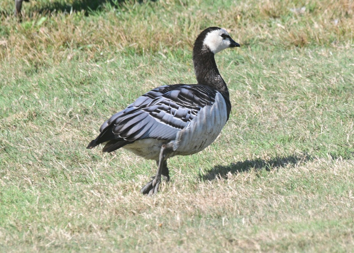 Barnacle Goose - ML641670855
