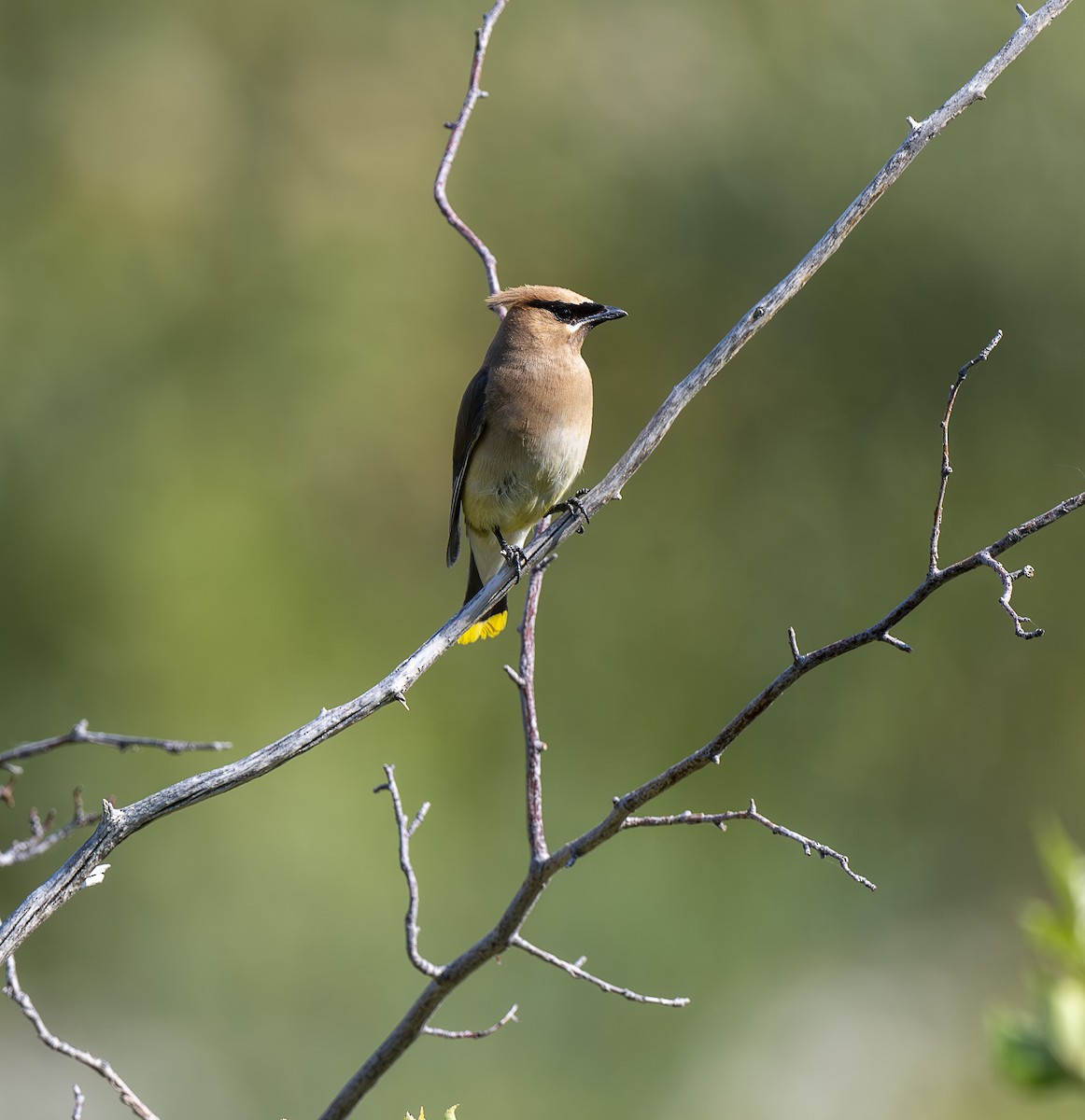 Cedar Waxwing - ML641670875