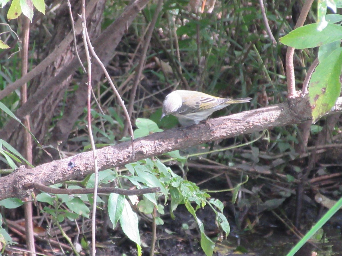 Cape May Warbler - ML641670911