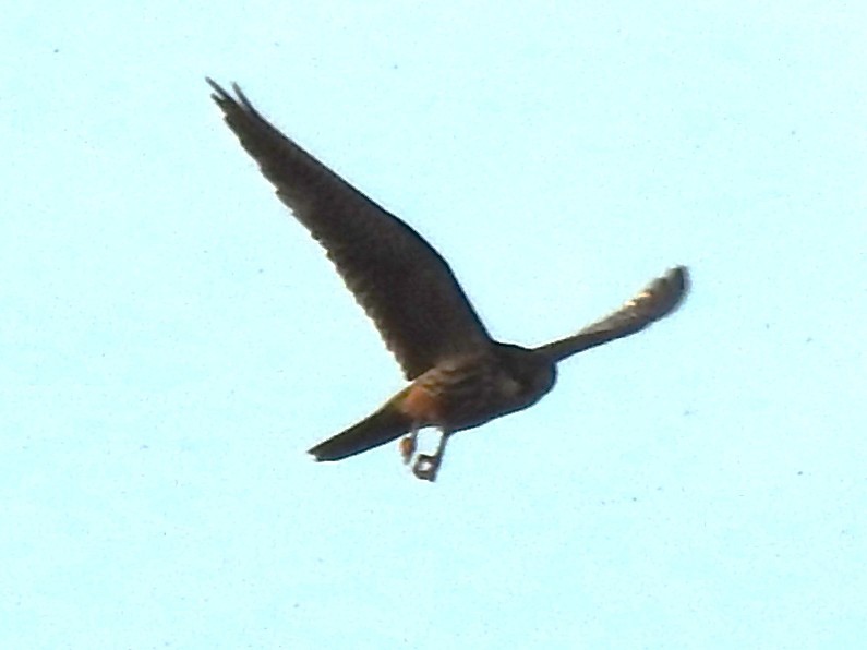 Eurasian Hobby - ML641670924