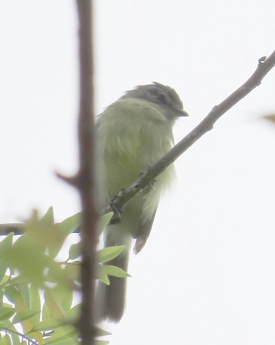 Sooty-headed Tyrannulet - ML641670925