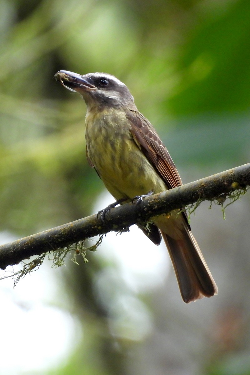 Golden-bellied Flycatcher - ML641670953