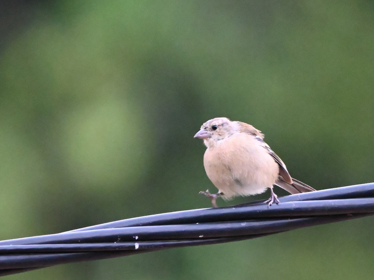 Azores Chaffinch - ML641670956