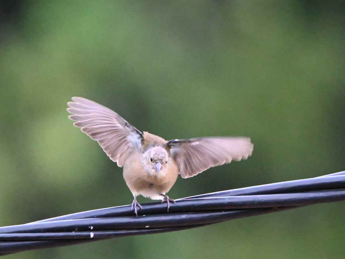 Azores Chaffinch - ML641670960
