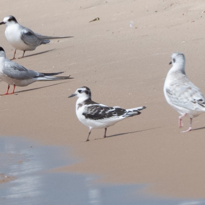 Gabbianello - ML641670990