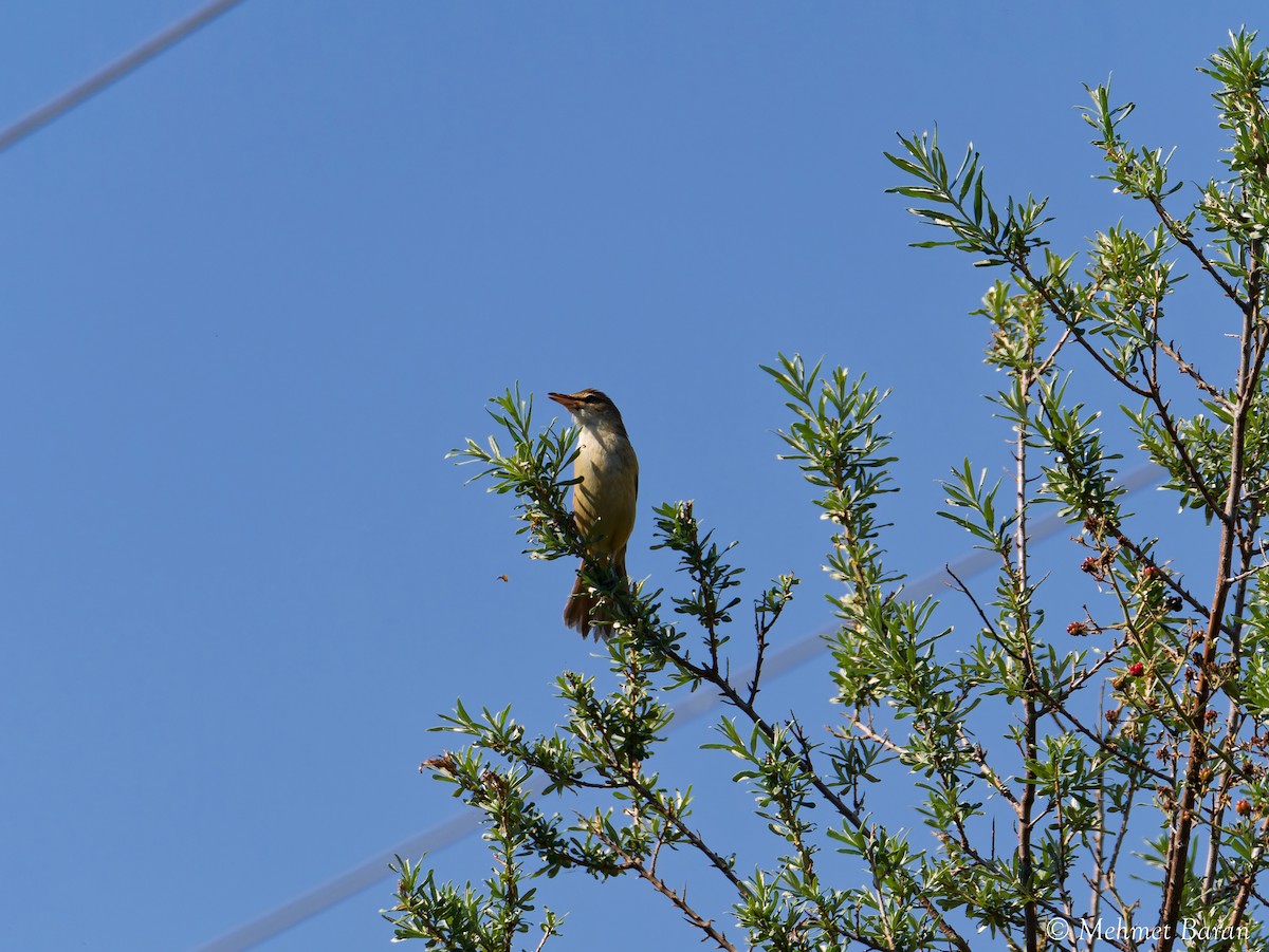 Great Reed Warbler - ML641671005