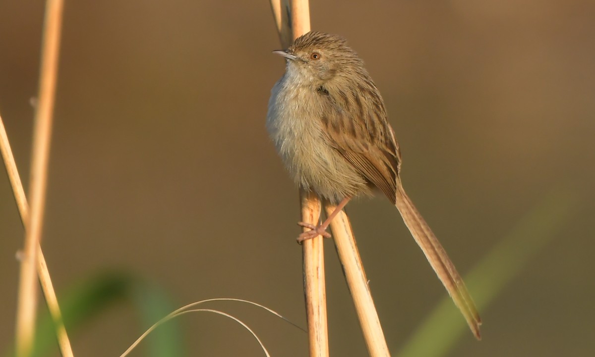 Delicate Prinia - ML641671028