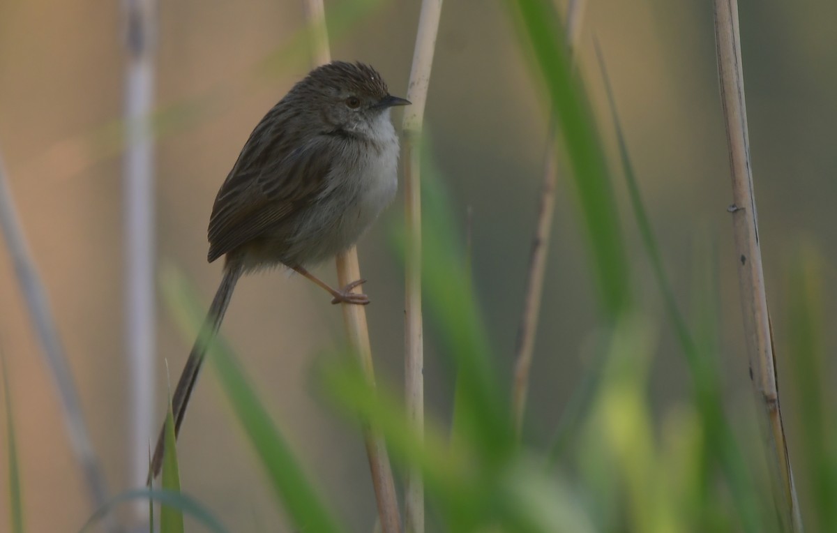 Delicate Prinia - ML641671029