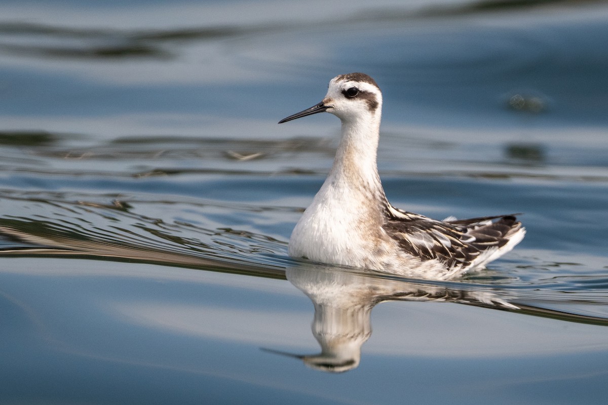 svømmesnipe - ML641671032