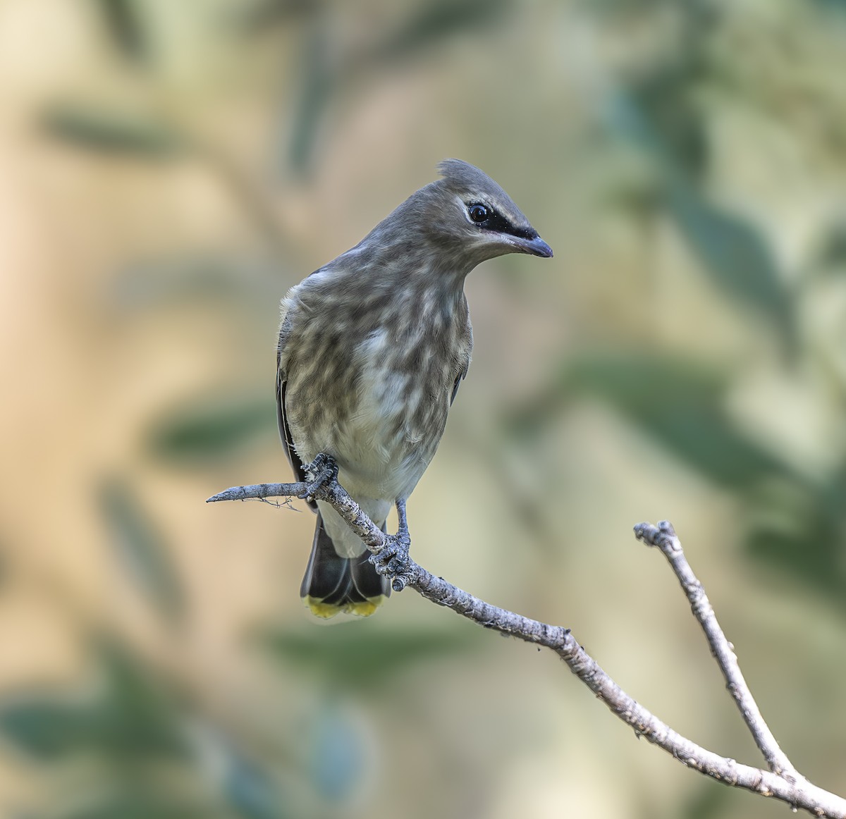 Cedar Waxwing - ML641671062