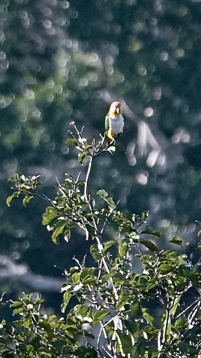 White-bellied Parrot - ML641671065