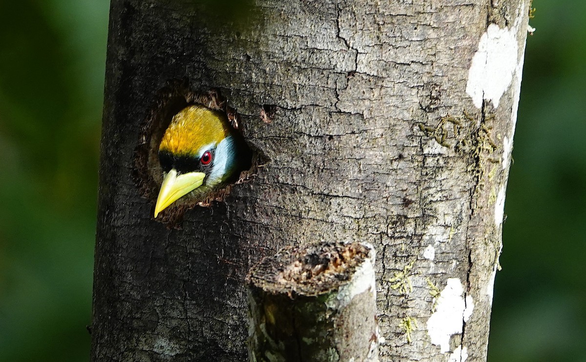 Red-headed Barbet - ML641671071