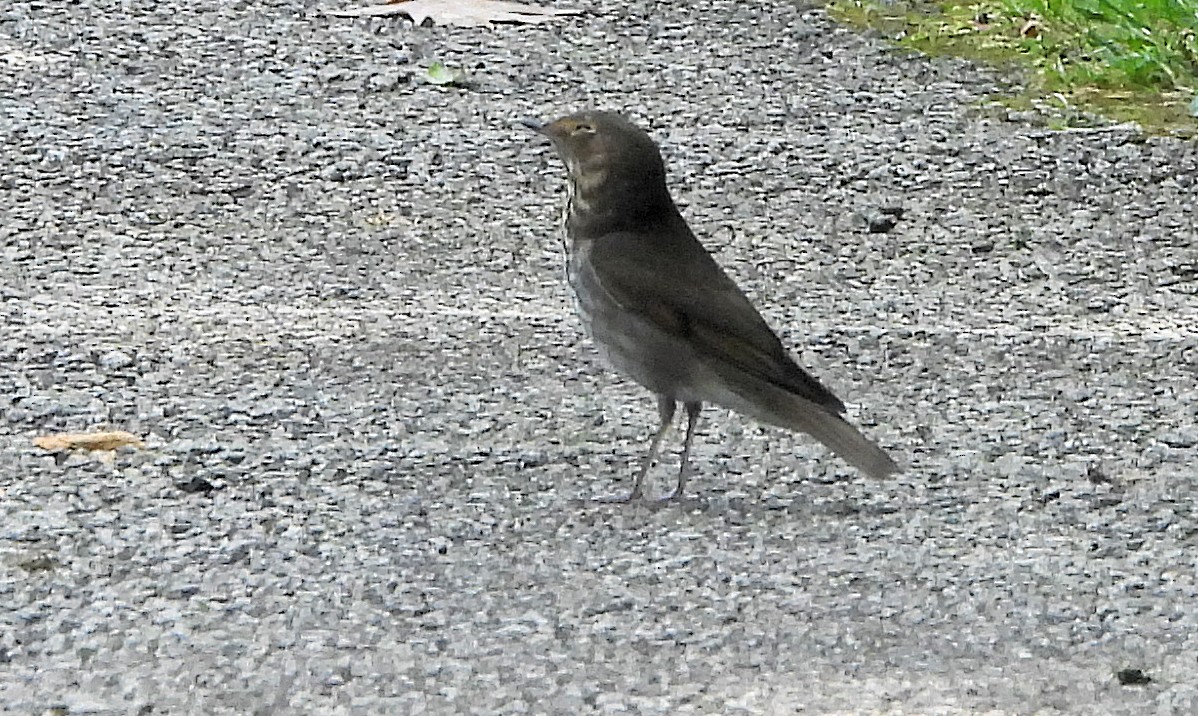 Zorzalito Carigrís - ML641671150