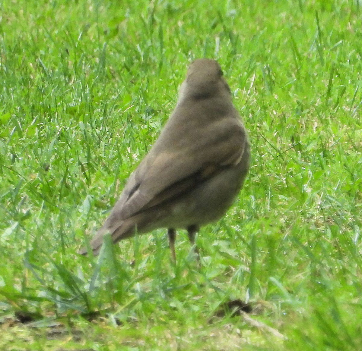 Zorzalito Carigrís - ML641671151