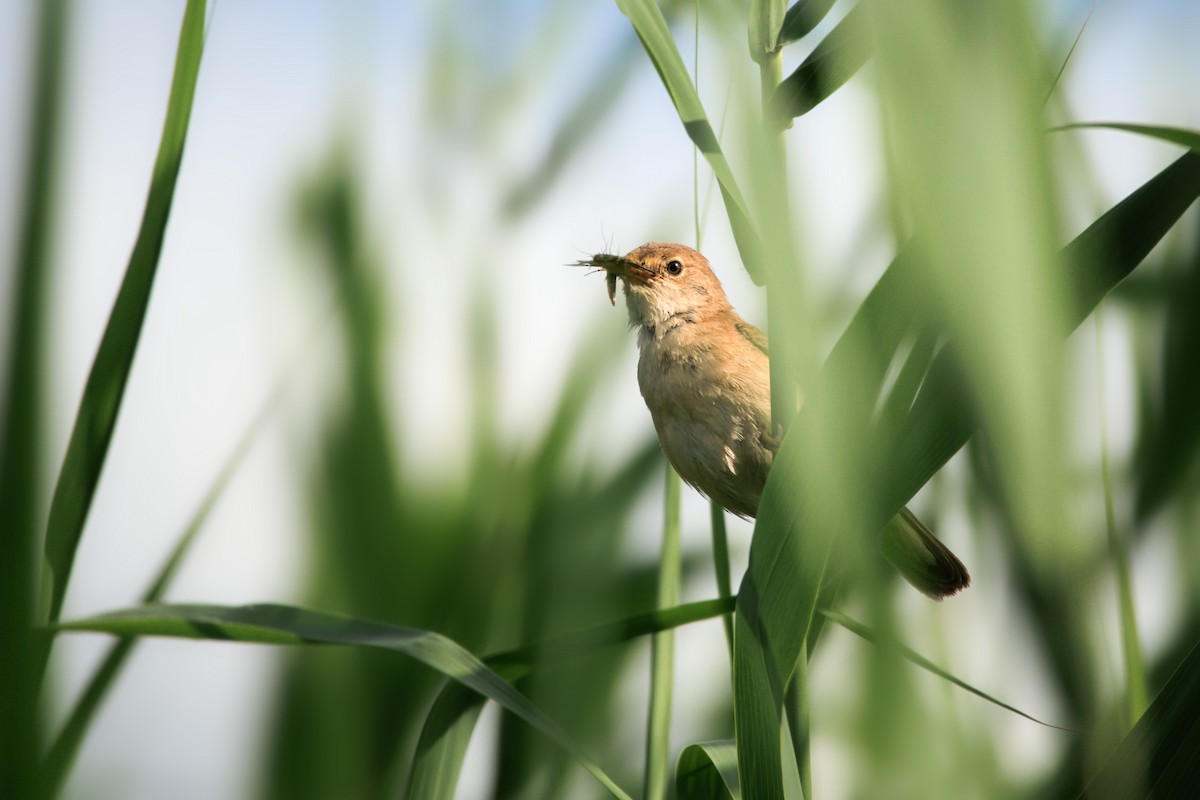 Common Reed Warbler - ML641671167
