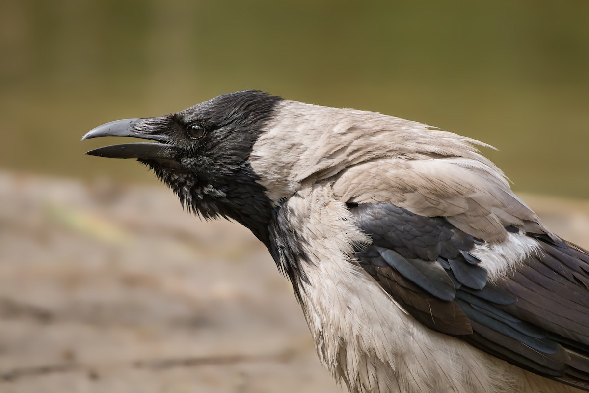 Hooded Crow - ML641671178
