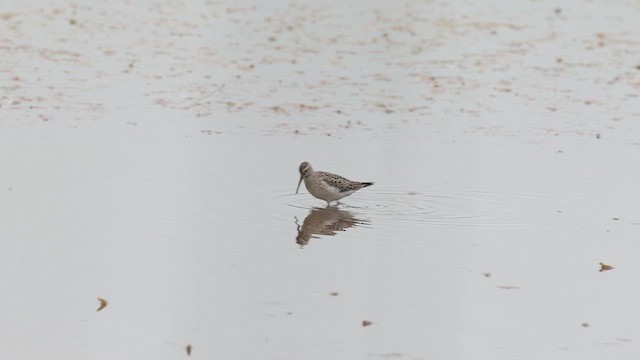 Stilt Sandpiper - ML641671184