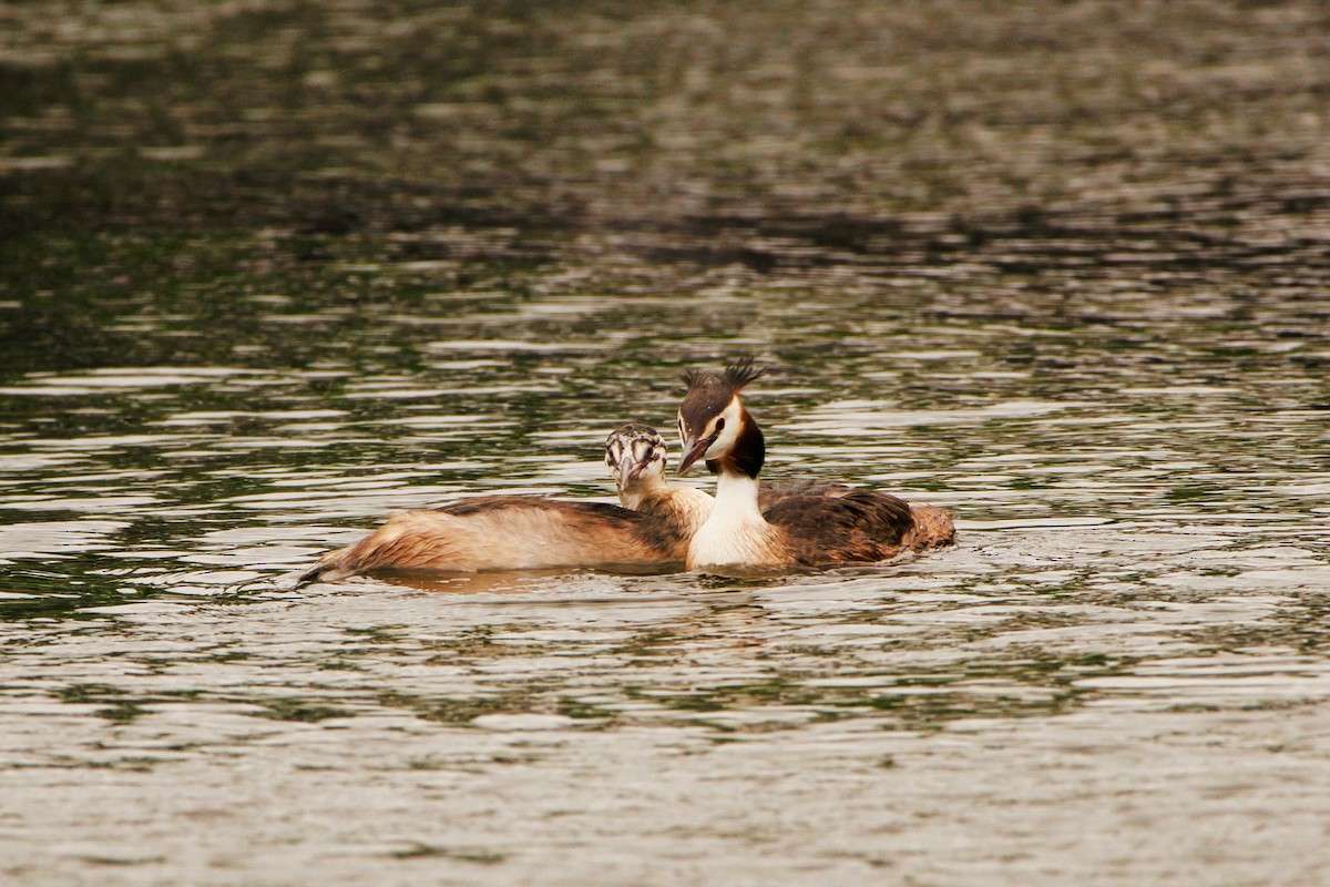 Great Crested Grebe - ML641671188