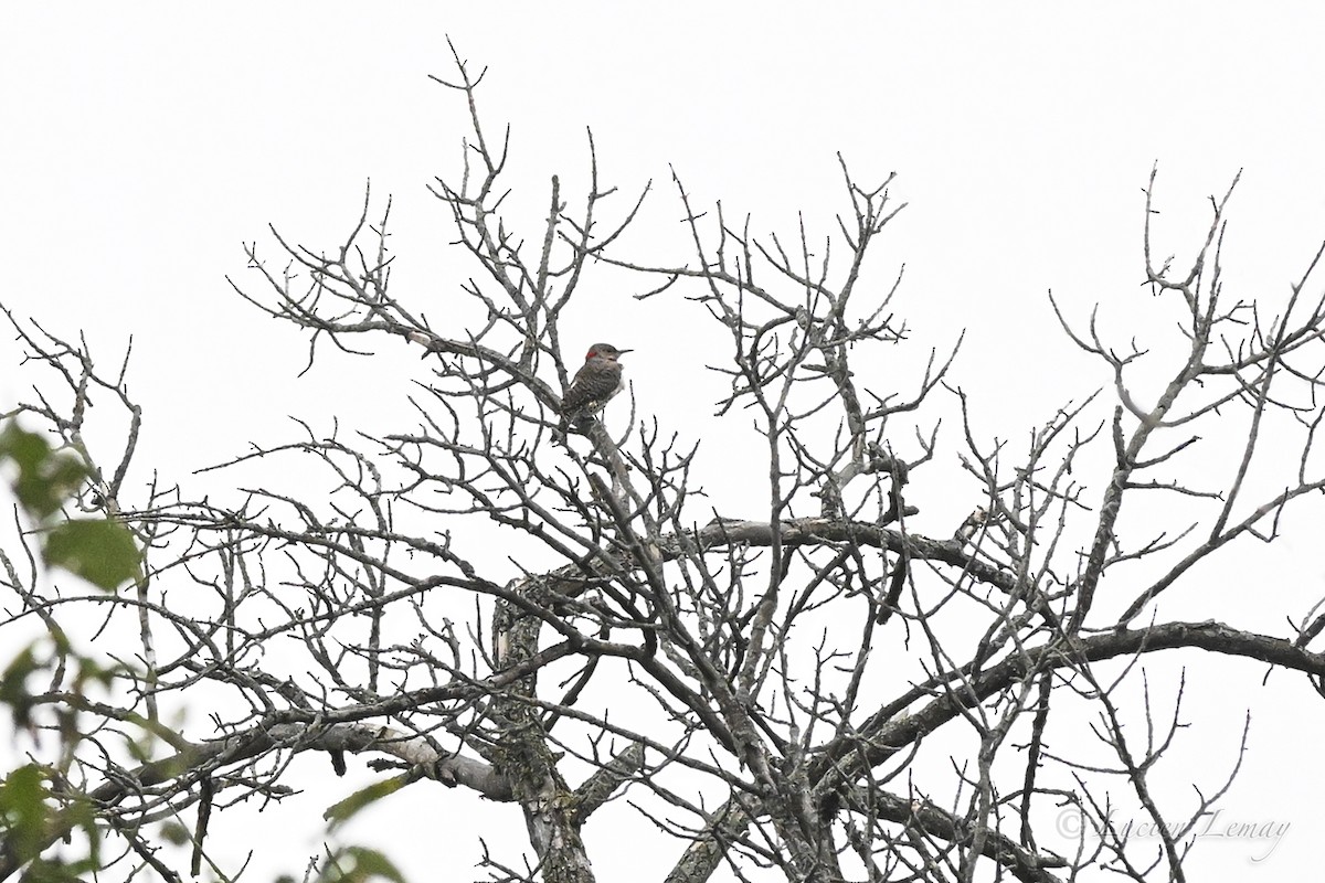 Northern Flicker - ML641671196
