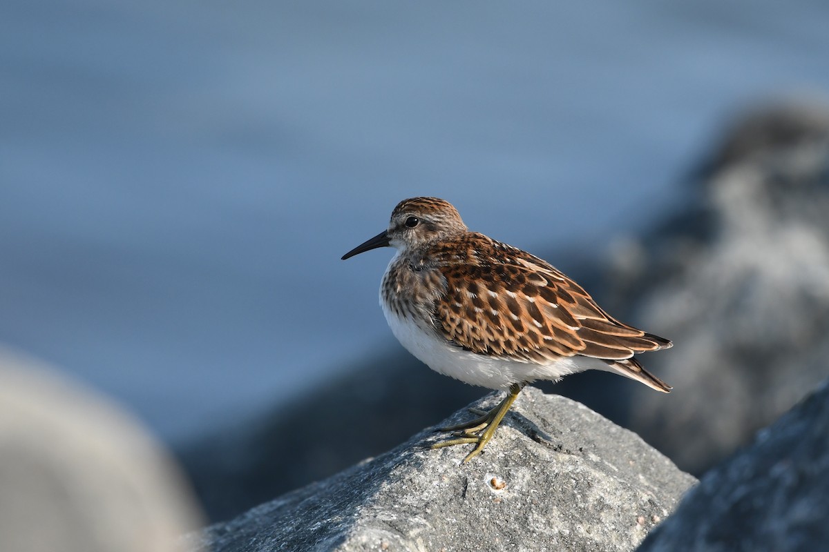 Least Sandpiper - ML641671200